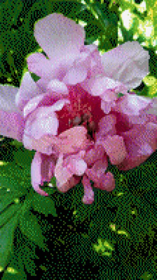 Фирст Эривал - пионы - предпросмотр