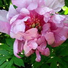 Схема вышивки «Фирст Эривал»