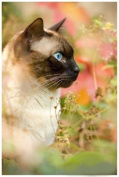 Сиамский кот - природа, кошки - оригинал