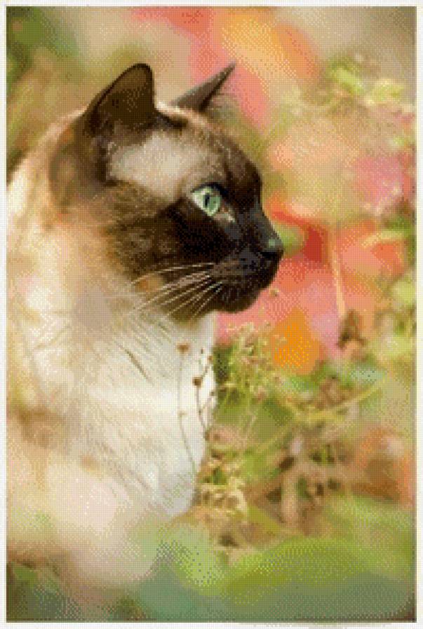 Сиамский кот - природа, кошки - предпросмотр