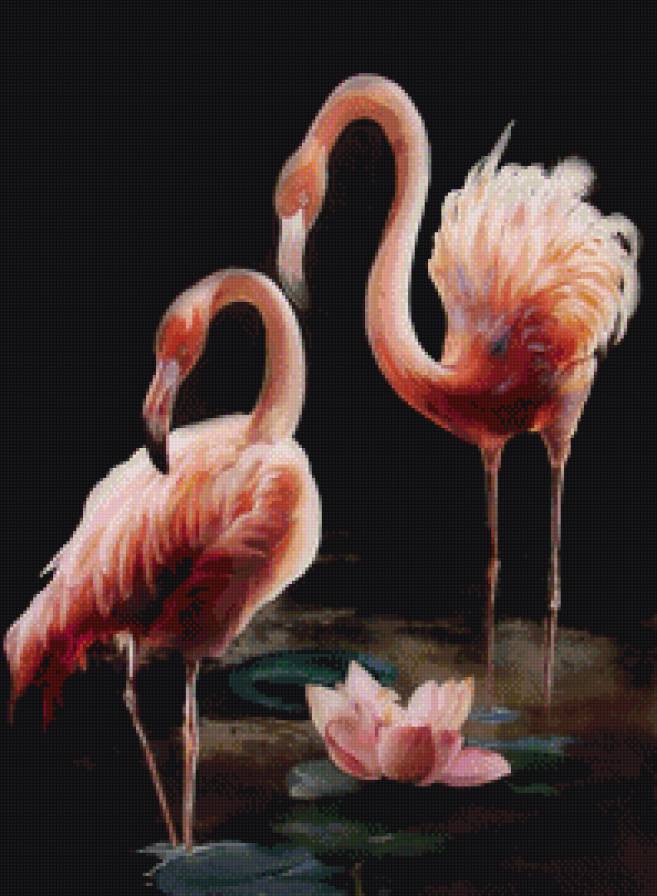 Ночные фламинго - фламинго, птицы - предпросмотр