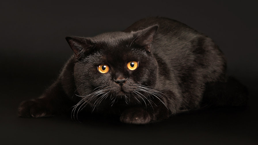 Красавица пушистая - кот, красиво, черный, животные - оригинал