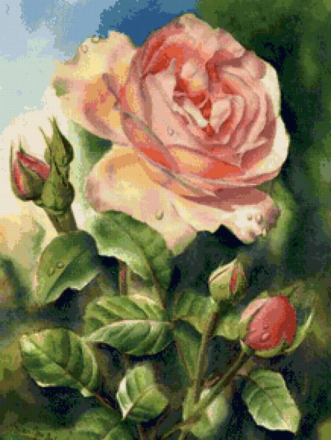 розы - цветы - предпросмотр