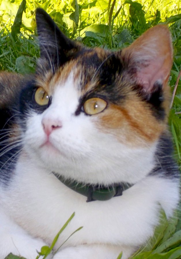 Киска - оригинал