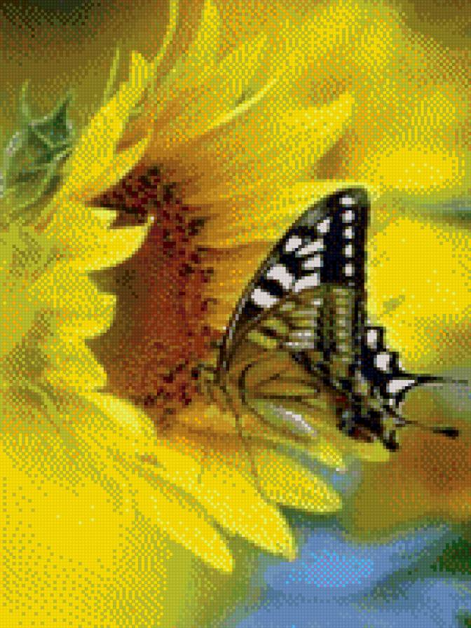 Бабочка - насекомое, бабочка, подсолнух - предпросмотр