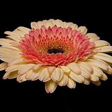 Схема вышивки «Гербер»