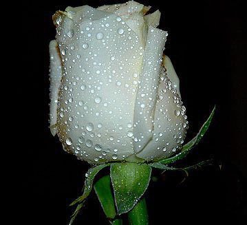 Белая роза - цветы - оригинал