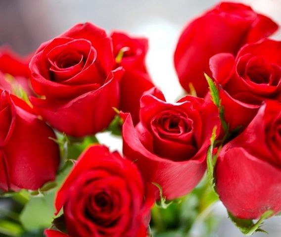 №721057 - розы, цветы - оригинал