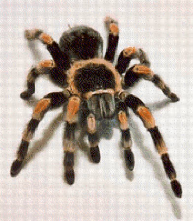 паук - предпросмотр