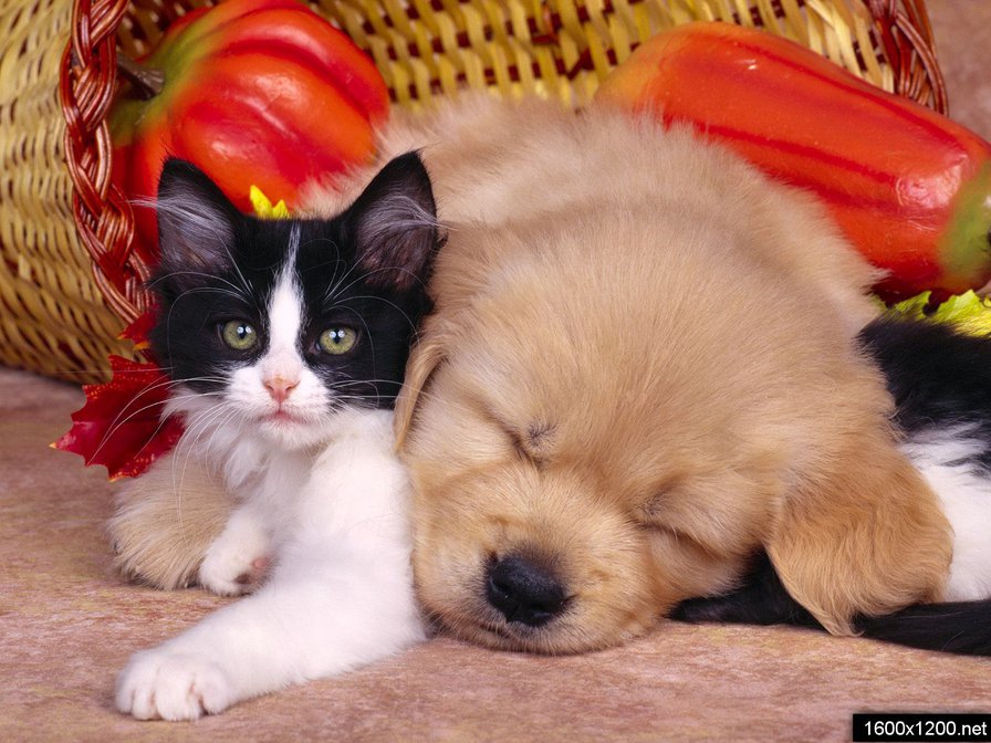 друзья - животные, собака, дружба, кошка - оригинал