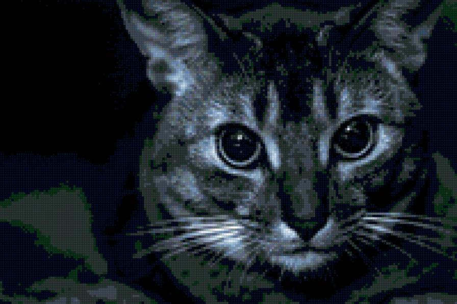 Кошачий взгляд - черный фон, кошка, взгляд, животные - предпросмотр