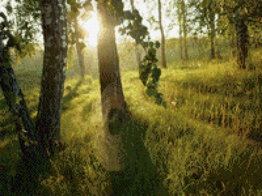 Рассвет  в лесу . - предпросмотр