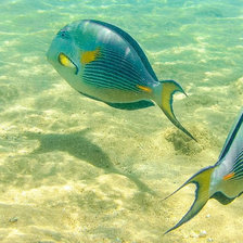 Схема вышивки «рыбы на отмели»