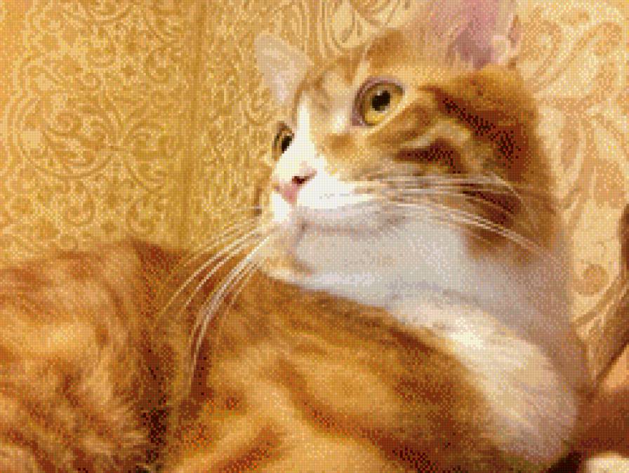 Тимофей - животные, кот, рыжий кот - предпросмотр