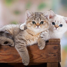 Оригинал схемы вышивки «котята» (№721339)