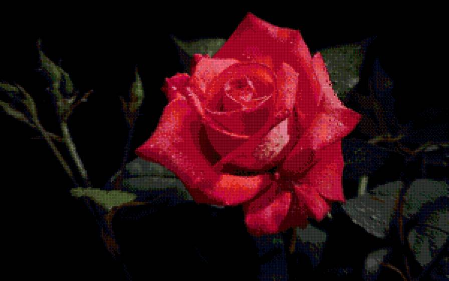 №721350 - роса, макро, роза, капля - предпросмотр