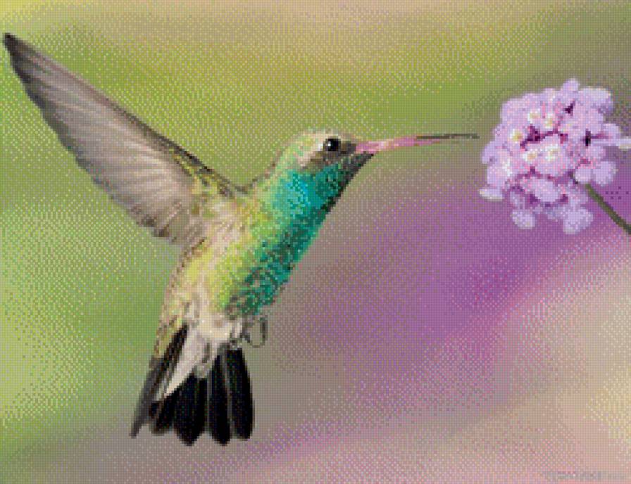 калибри - птицы - предпросмотр