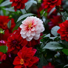 Схема вышивки «Цветы»