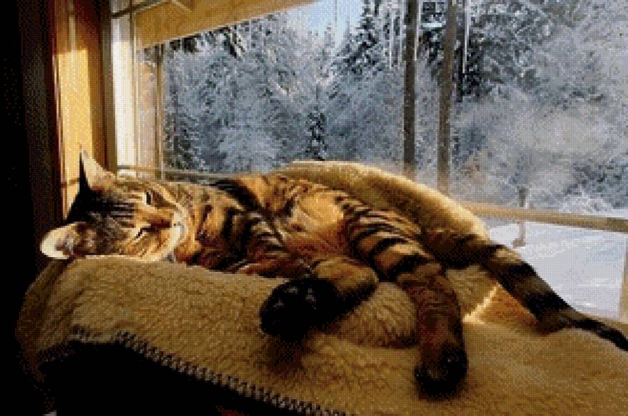 Мороз и солнце... - сон, зима, кошка - предпросмотр