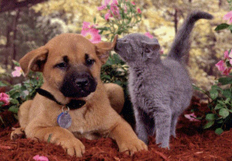 Дружба - щенок, котенок - предпросмотр