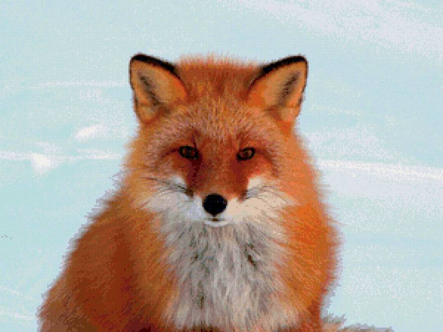 Fox - лисы, животные - предпросмотр