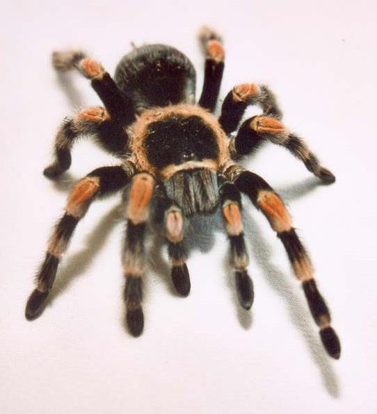 птицеед - оригинал