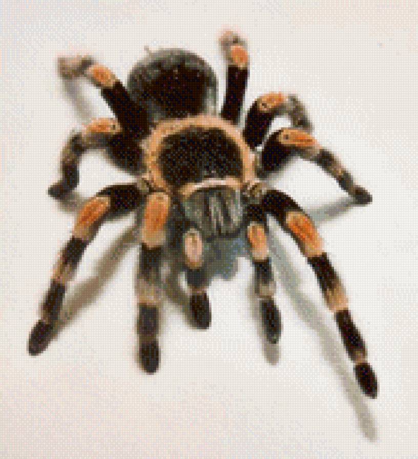 птицеед - предпросмотр