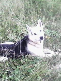 ааа - оригинал