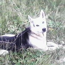 Схема вышивки «ааа»