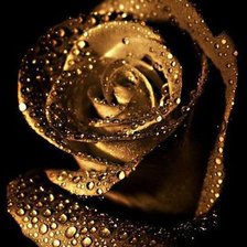 Схема вышивки «роза золотая»