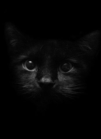 кот - животные - оригинал