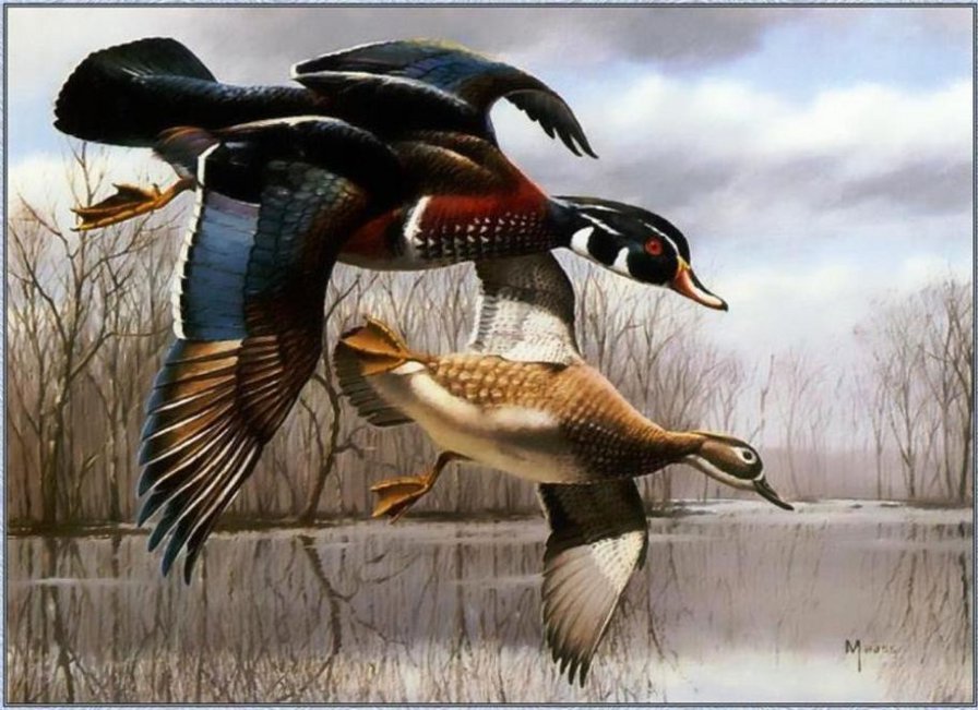 утки - птицы - оригинал