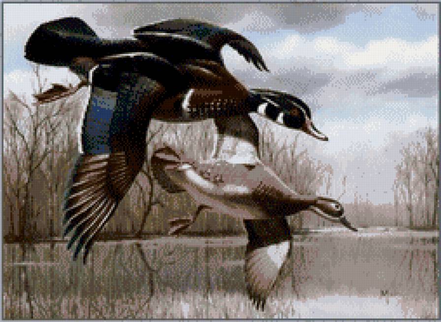 утки - птицы - предпросмотр