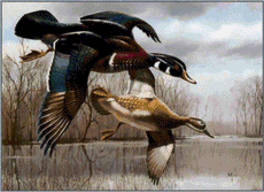 утки  2 - река, птицы - предпросмотр