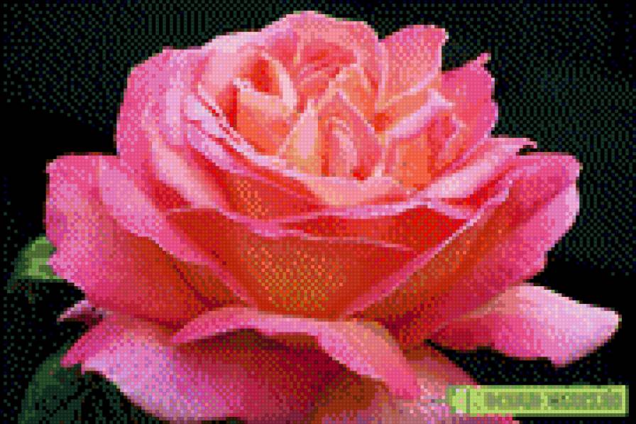 троянда - предпросмотр