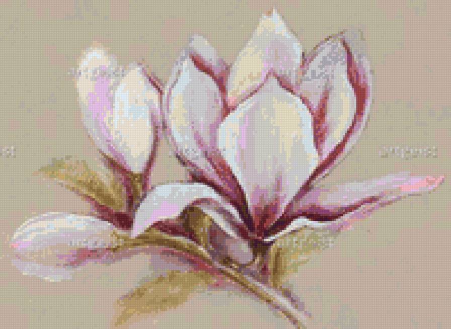 magnolia - предпросмотр