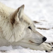 Схема вышивки «Волк»
