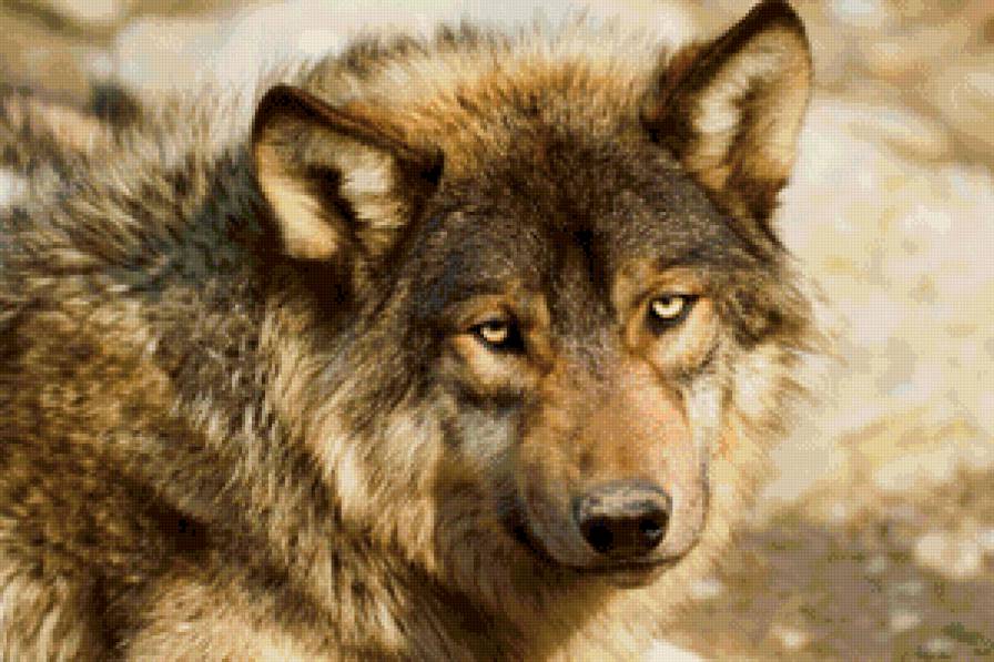 Волк - животные, волк - предпросмотр