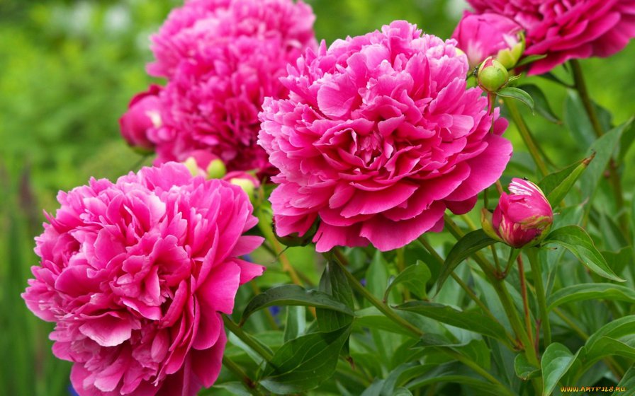 пионы - цветы, розовые пионы - оригинал
