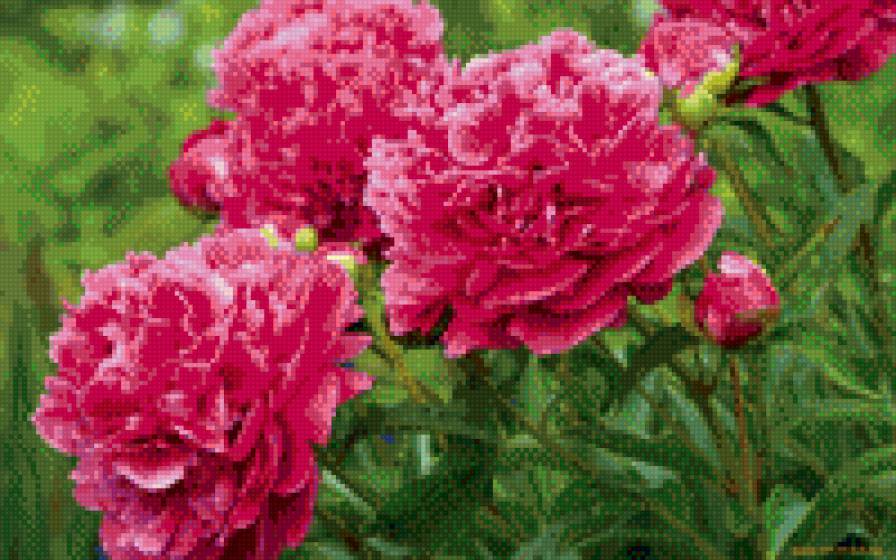 пионы - розовые пионы, цветы - предпросмотр