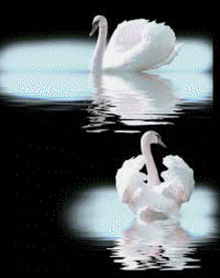 лебеди - птицы - предпросмотр