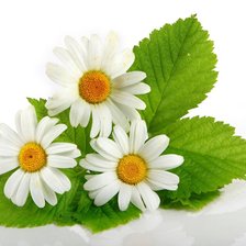 Схема вышивки «№722879»