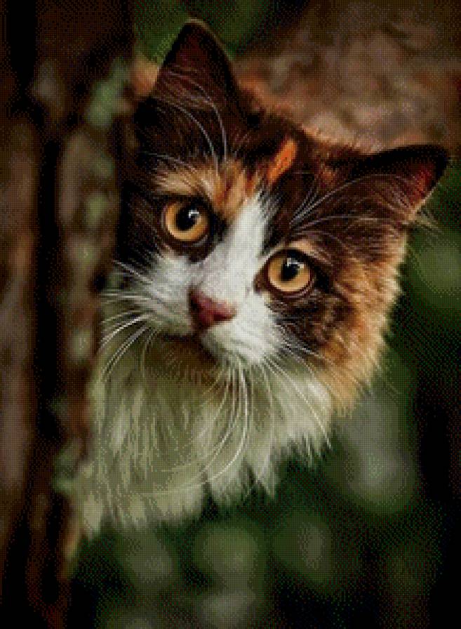 №722989 - кошка, животные - предпросмотр