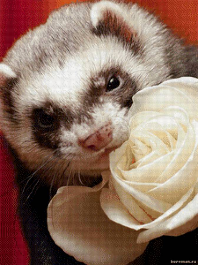 как Степа - хорек - предпросмотр