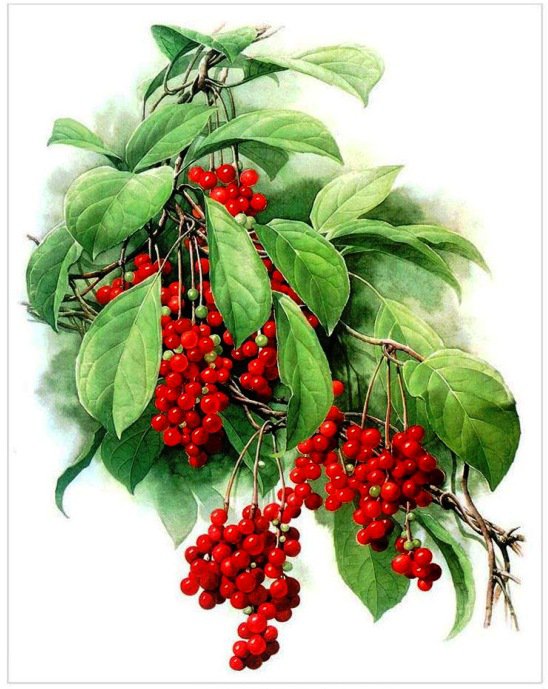 ягодное пано - листья, пано, ягоды - оригинал