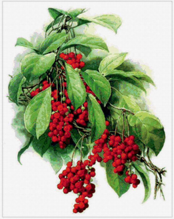 ягодное пано - ягоды, пано, листья - предпросмотр