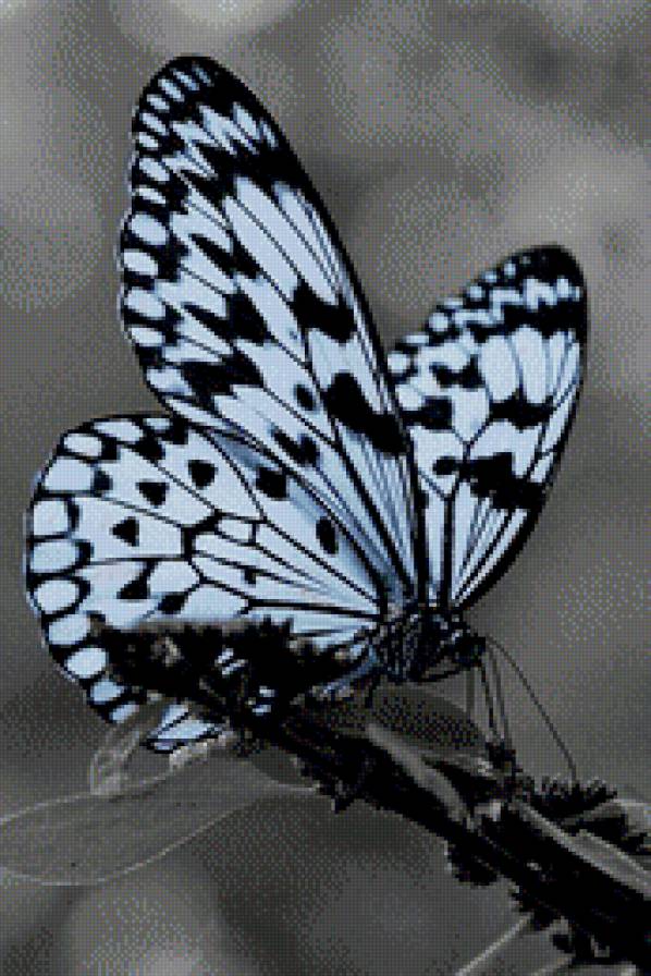 Бабочка - бабочка, насекомые - предпросмотр