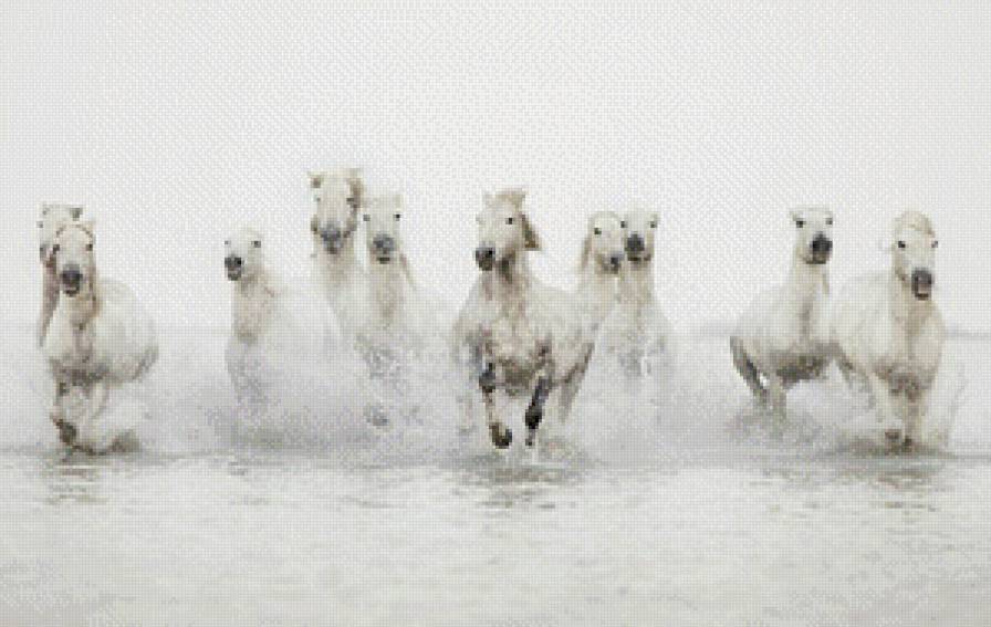 Белые красавицы - животные, табун, лошади, кони - предпросмотр