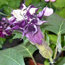 Схема вышивки «Цветочек»