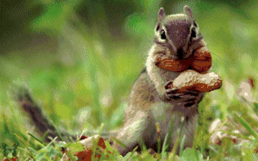 бурундушка - предпросмотр